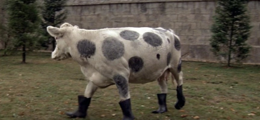 Roban dos vacas y les ponen “botas” para no dejar huellas Roban dos vacas y les ponen “botas” para no dejar huellas